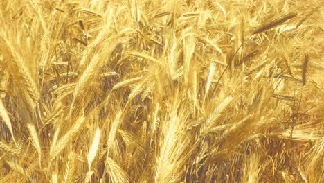 sunlight on ripe wheat – a simple, beautiful moment in nature. hints of fresh bread and the bounty of the land.