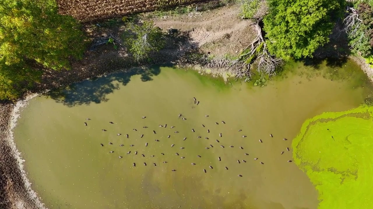 Plano cinematográfico de drone de cima para baixo descendo lentamente sobre uma lagoa verde turva com um bando de pássaros. Paisagem rural abstrata com árvores e campos em Ontário