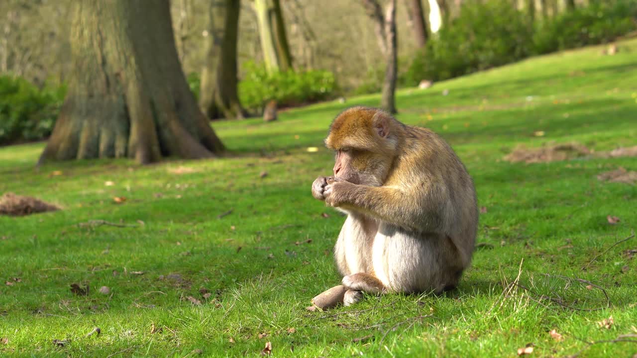 un mono macaco en un bosque verde