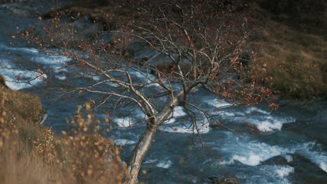 a wild river flowing through the autumn tundra