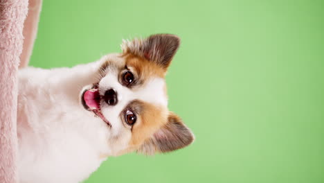 chihuahua bostezando durante la grabación en estudio con fondo verde - clave cromática