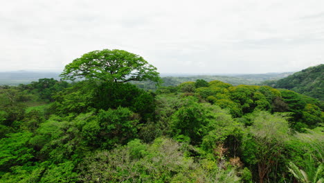 fly above trees and lush green vegetation in tropical forest