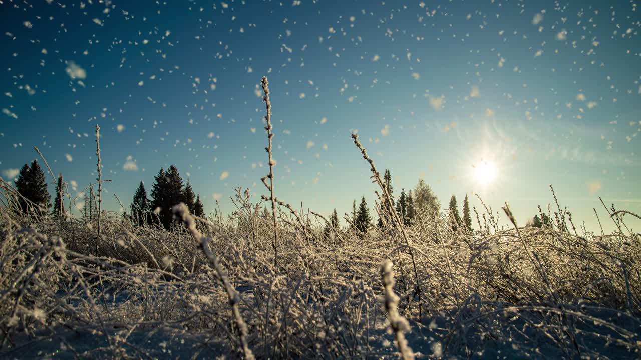 마법의 숲 속의 소나무, 눈이 내리는 겨울, 빛의 날, 눈 숲의 눈, 크리스마스, 겨울, 새해, 배경, 시네마그래프, 시밀리스 루프 애니메이션, 모션 gif 렌더링, 비디오 루프