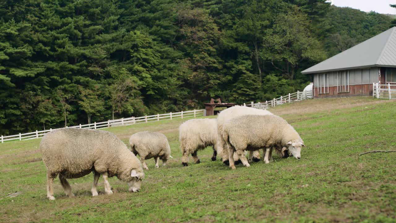 Ferd of Sheep - Merino and Valais Blacknose Breed - Eating Green Grass on Mountain Slope Field in a Ranch by Wooden Old House