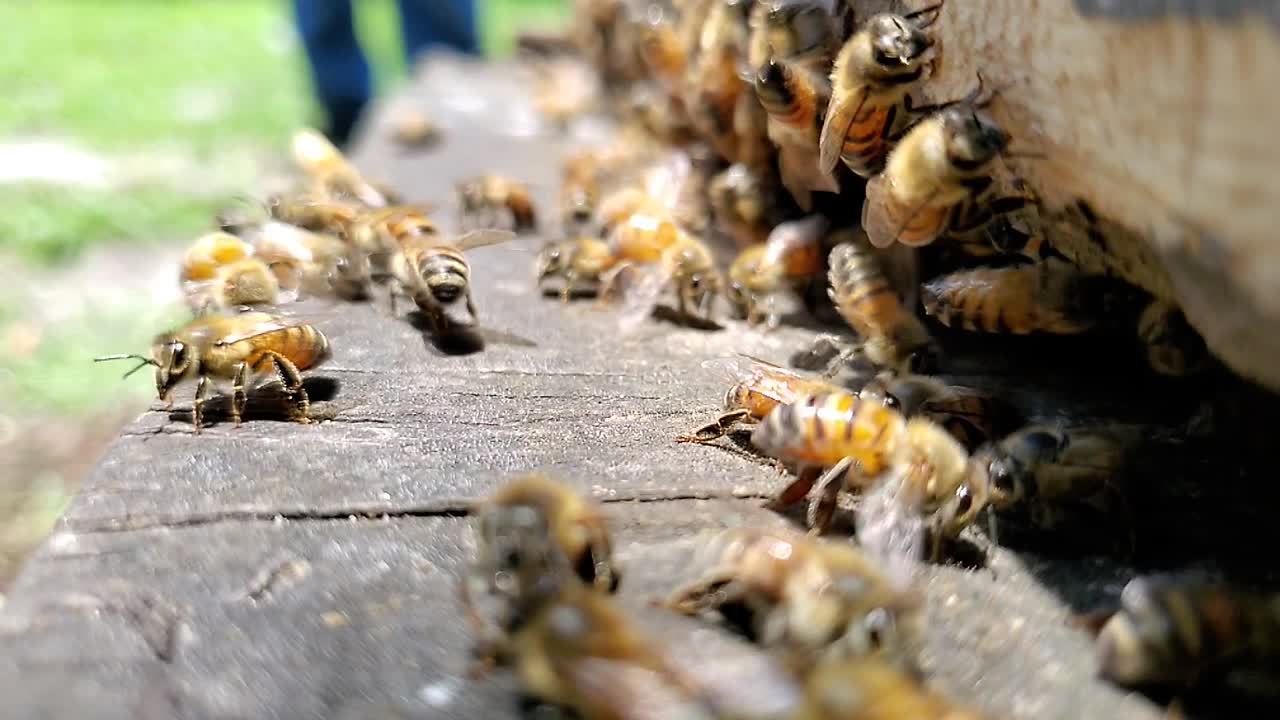 Honey bees buzzing and flying near the opening to a hive box in slow motion hd 1080p 30p