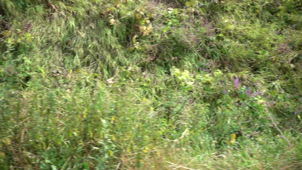 Ripresa di un'erba