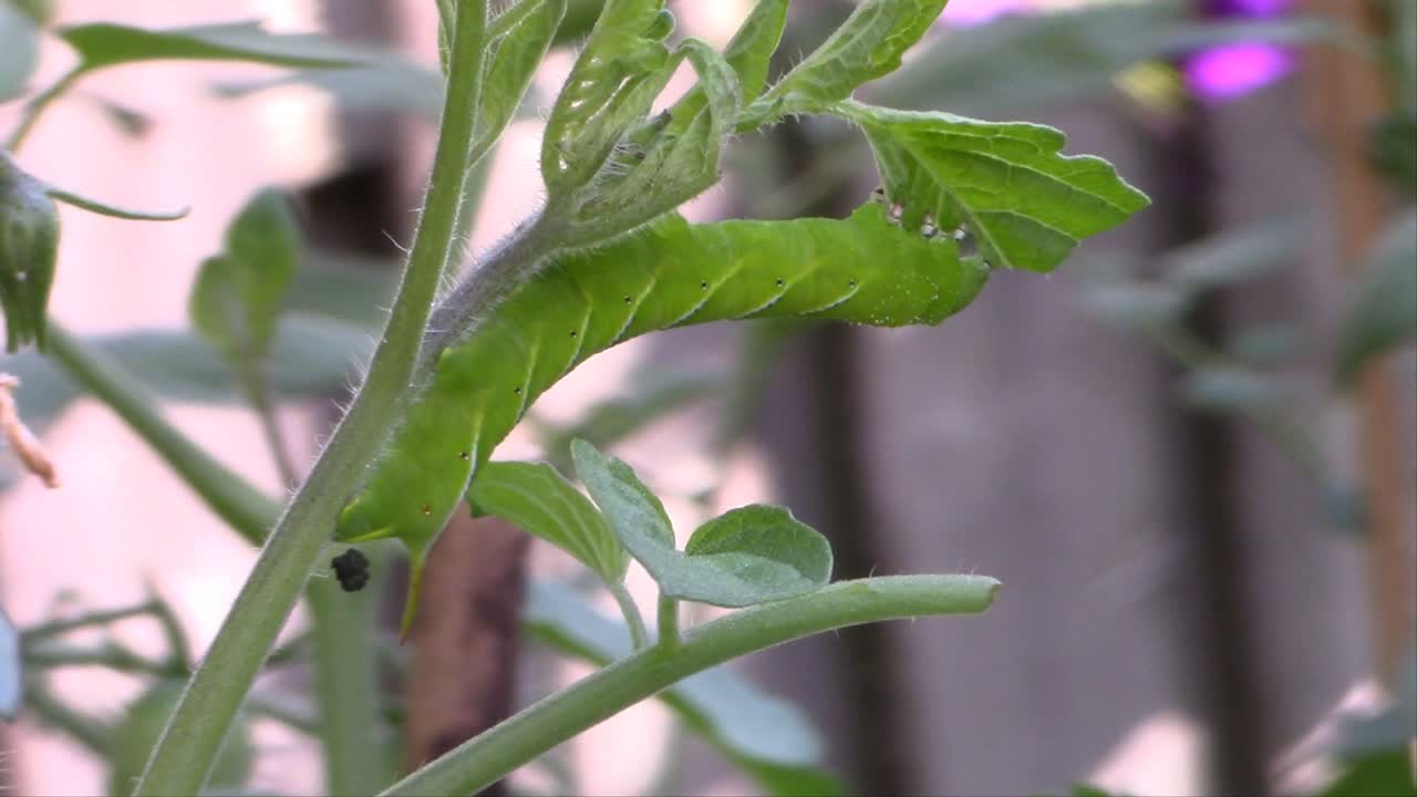 건강한 토마토 식물을 파괴하는 이 작은 생물을 발견했습니다.