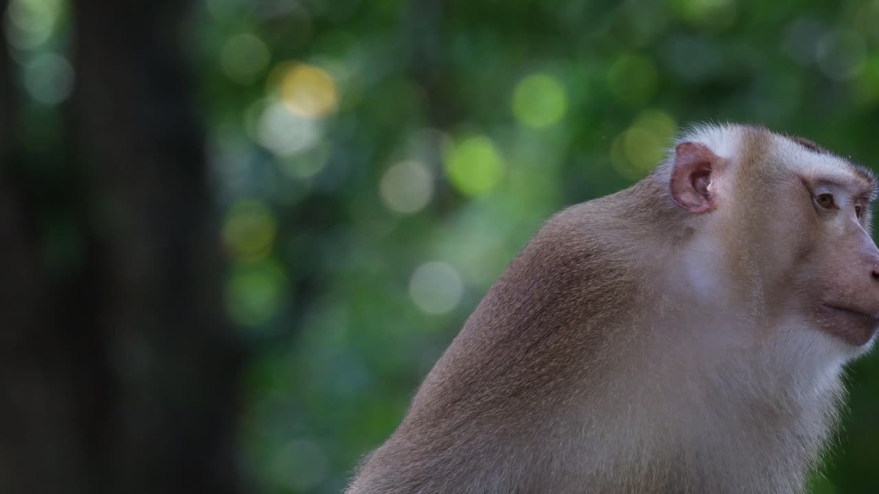 retrato tomado mientras este individuo se mueve y luego se rasca la cabeza, macaco de cola de cerdo del norte macaca leonina, tailandia
