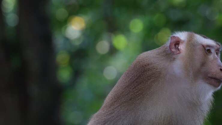 Portrait shot while this individual moves around and then scratches its head, Northern Pig-tailed Macaque Macaca leonina, Thailand
