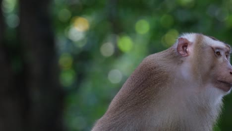 Portrait-shot-while-this-individual-moves-around-and-then-scratches-its-head,-Northern-Pig-tailed-Macaque-Macaca-leonina,-Thailand