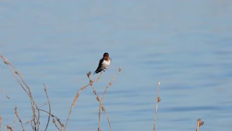 equilibrada num ramo minúsculo, a andorinha hirundo rustica estava a arrumar e a limpar as penas enquanto era soprada suavemente pelo vento no lago beung boraphet, em nakhon sawan, na tailândia