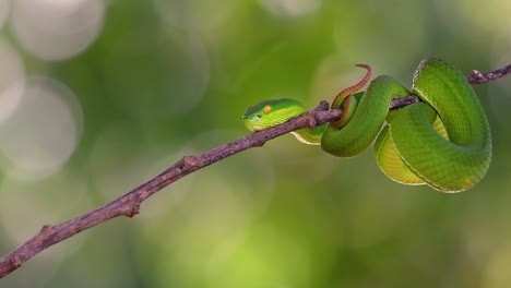 la víbora de labios blancos es una víbora venenosa endémica del sudeste asiático y a menudo se encuentra durante la noche esperando en una rama o rama de un árbol cerca de un cuerpo de agua con muchos alimentos