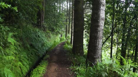 camino del bosque
