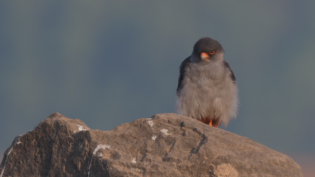 Cute Amur falcon male preens feathers in soft sunrise light, perched gracefully on rock in its natural habitat
