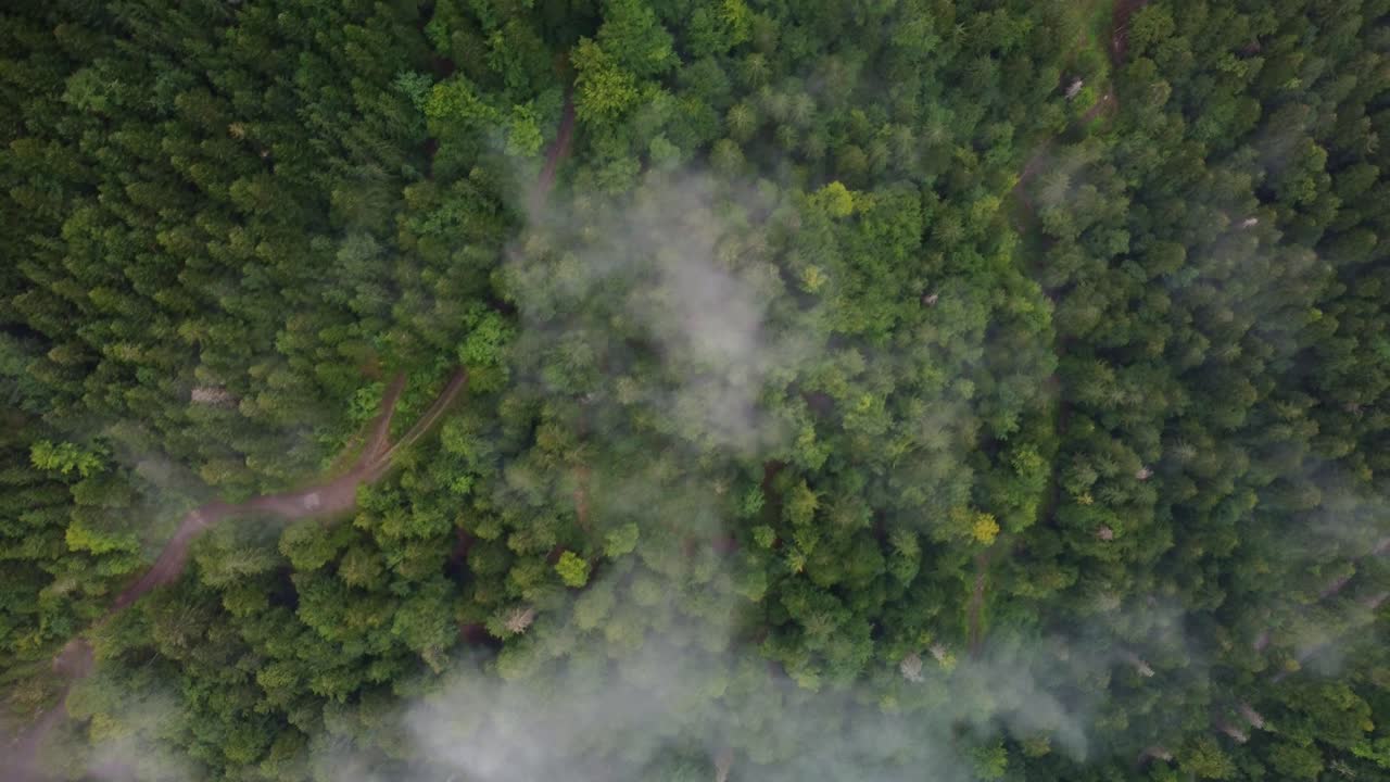Birds Eye view over low lying fog in in amongst dense pine wood forest. The drone footage moves in a diagonal direction to the right