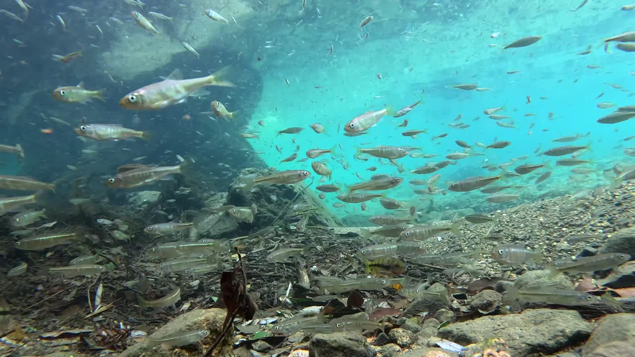 A clear stream in the valley, with a group of small fish swimming freely downstream, creating a beautiful ecological environment，The natural ecology in the mountains of China