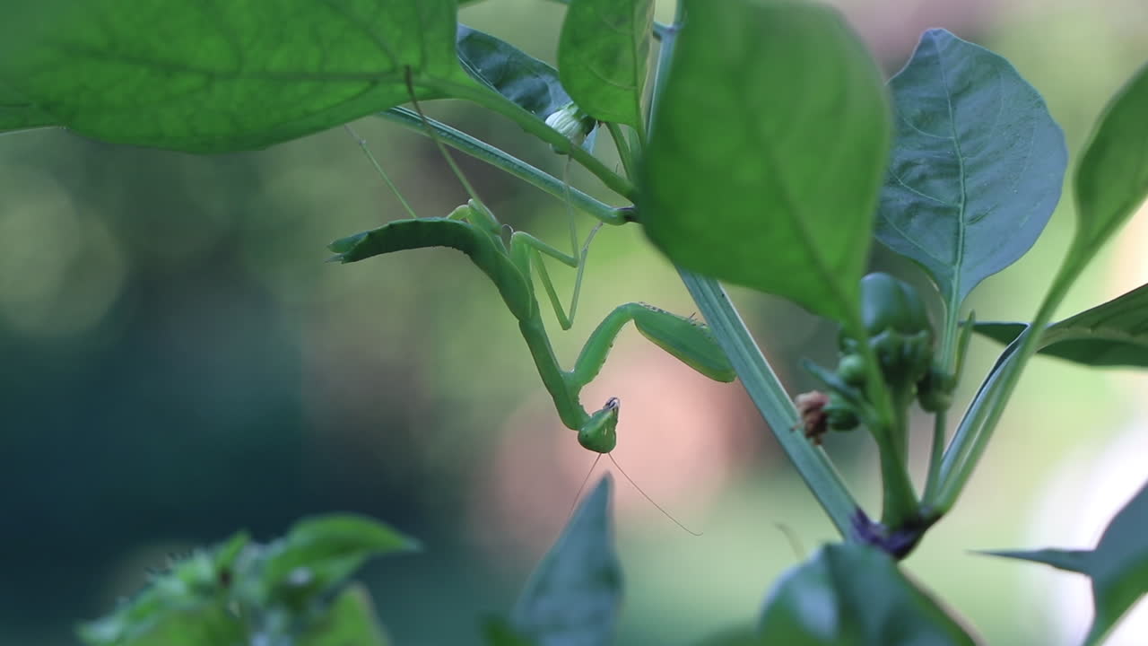 Close up of a praying mantis hanging on a chili pepper plant, side view