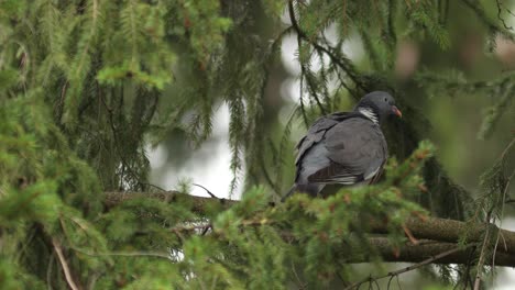 Gemeine-Ringeltaube,-Die-Auf-Einem-Ast-In-Einer-Kiefer-Steht,-Von-Hinten-Gesehen,-Wie-Sie-Ihre-Federn-Aufbläst-Und-Sie-Schüttelt,-Umrahmt-Von-Kiefernzweigen-Und-Viel-Grün