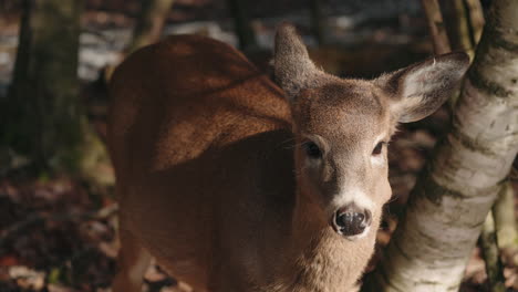 close up image of a roe deer at parc omega wildlife in quebec, canada