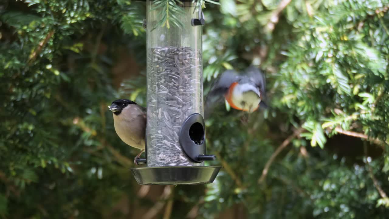 Bullfinch bird, male and female sitting together on bird feeder hanging on tree