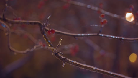 tree branch covered in frost illuminated by warm golden light with reflections of white light creating a serene winter glow against a blurred atmospheric background featuring soft hints of red berries