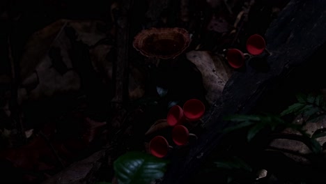 light playing with these red cup fungi or champagne mushrooms deep into the forest, cookeina sulcipes, thailand