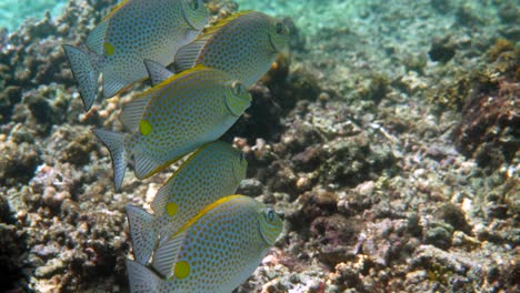 underwater video of golden rabbitfish or siganus guttatus school in coral reef of thailand. snorkeling or dive activities. underwater reef. sea and ocean deep wildlife. undersea nature.