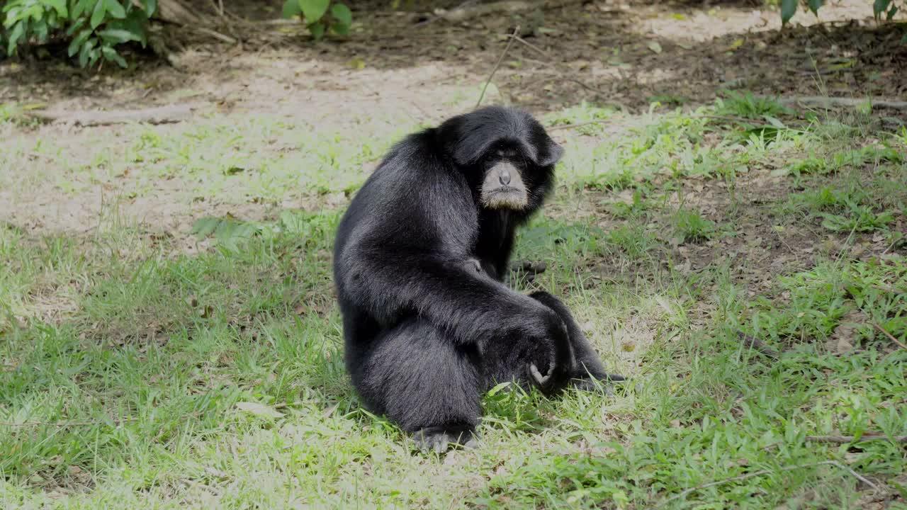 un primer plano de un gibón de piel negra o siamang sentado en un banco de hierba de un recinto del zoológico, una especie en peligro crítico del sudeste asiático