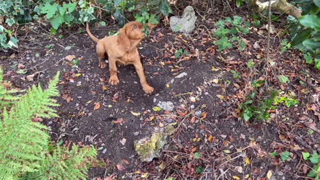 Hungarian-Vizsla-puppy-playing-in-the-garden-on-a-sunny-day