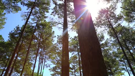 sunlight coming through trees in forest