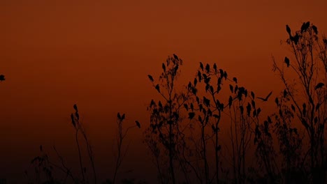 Black-eared-Kites,-Milvus-lineatus,-roosting-on-Eucalyptus-trees-creating-a-beautiful-silhouette-while-the-sun-is-setting