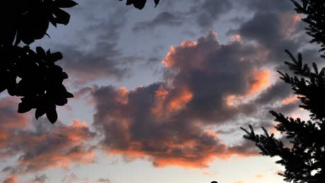 nubes dramáticas detrás de los árboles de silueta en el anochecer
