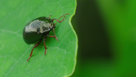un escarabajo en macro se para en una hoja contemplando la vida