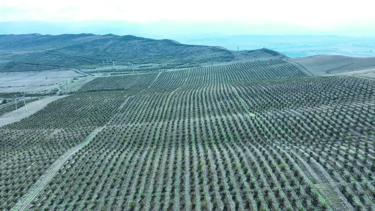 aerial view of an orchard with neatly planted trees, spreading across the landscape. The distant mountains add depth to the image, creating a peaceful yet productive agricultural setting
