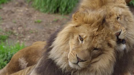 Los-Hermanos-Leones-Luchan-Juguetonamente-A-Cámara-Lenta