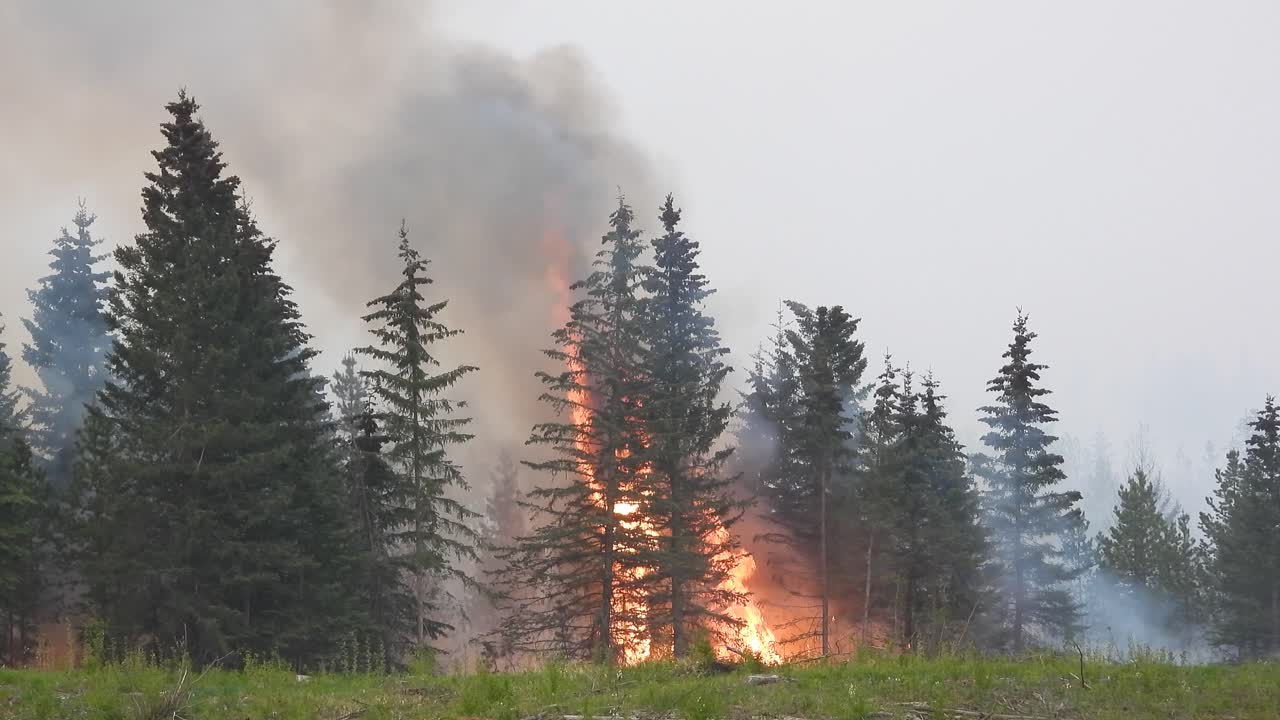 Grandi incendi e fumo sui pini durante gli incendi boschivi in Alberta