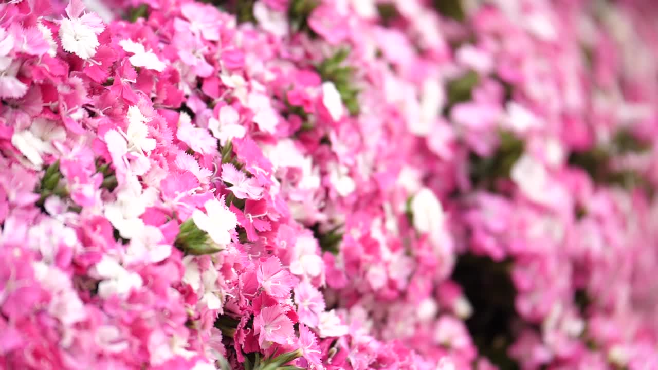 에서 필드 붉은 꽃의 깊이를 닫습니다