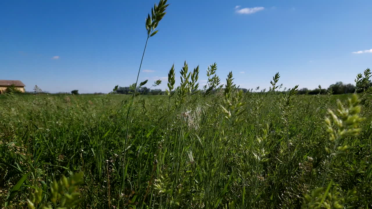hierba verde balanceándose en el viento fuerte en un paisaje rural con un cielo azul en el fondo