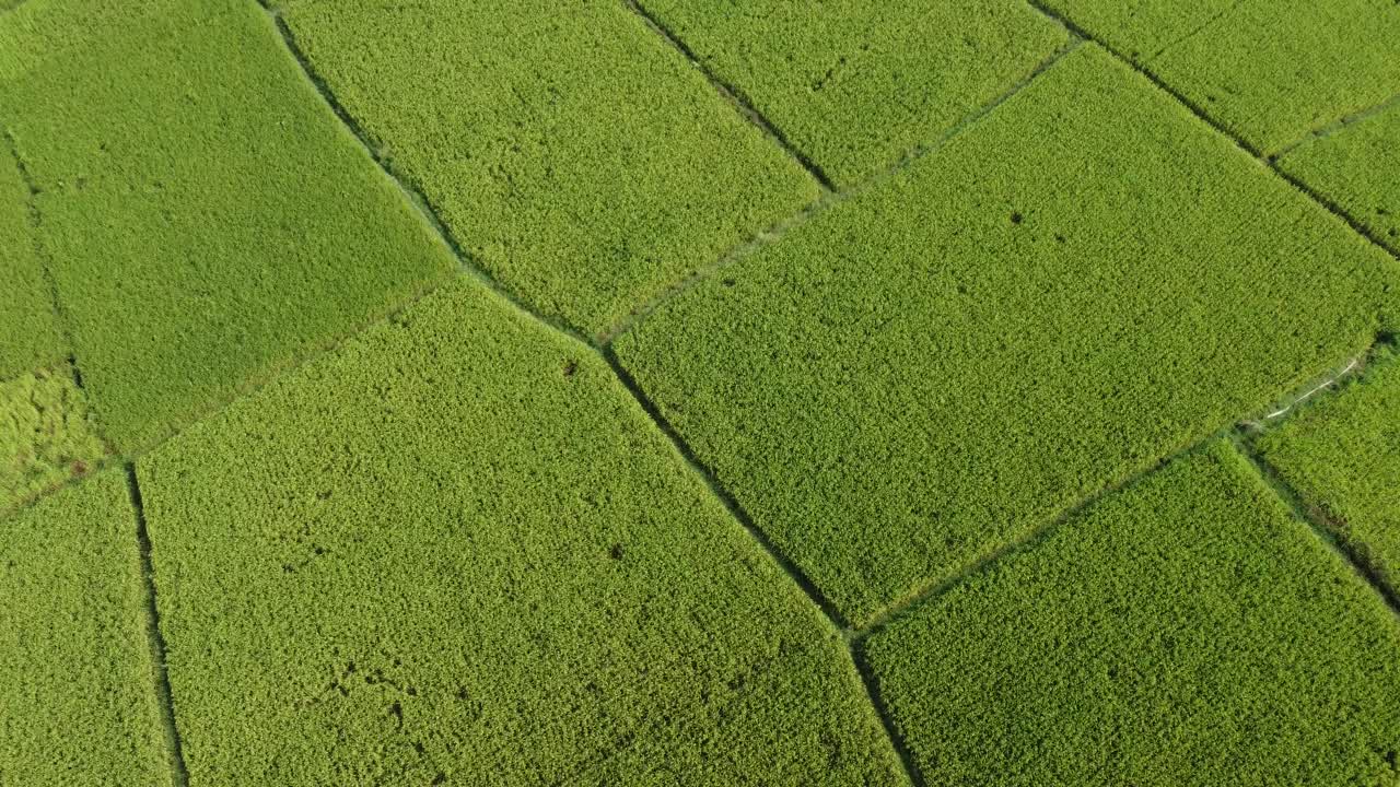 vista aérea de un vasto campo de arroz