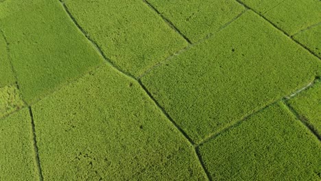 vista aérea de un vasto campo de arroz