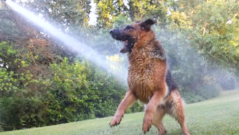 cinematic slow-motion shot of dog jumping and trying to catch the water from a garden hose, sheperd, slomo