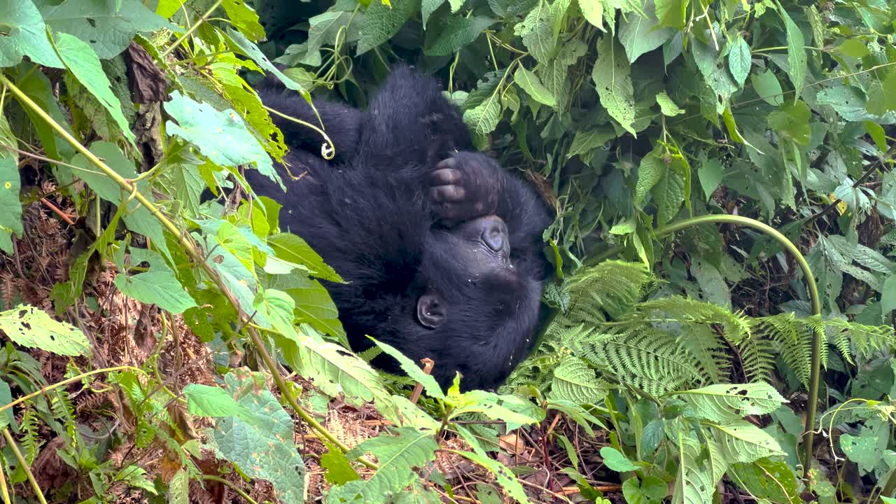 Primo piano di un gorilla di montagna (Gorilla beringei) in via di estinzione sdraiato nella fitta vegetazione della Foresta Impenetrabile di Bwindi, mentre si pulisce e ispeziona la zampa, inquadratura statica.
