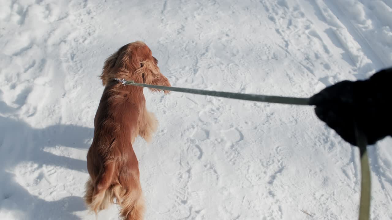 갈색 개가 줄에 고, 어린 개가 윈터 파크에서 야외에서 고 있다.