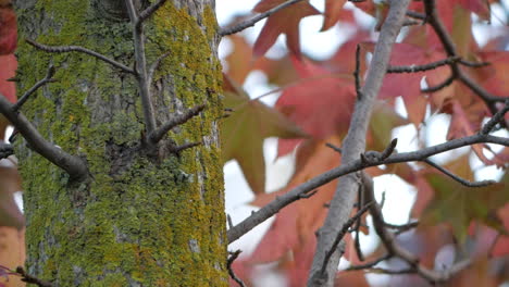 moss-covered tree with autumn leaves background - closeup shot