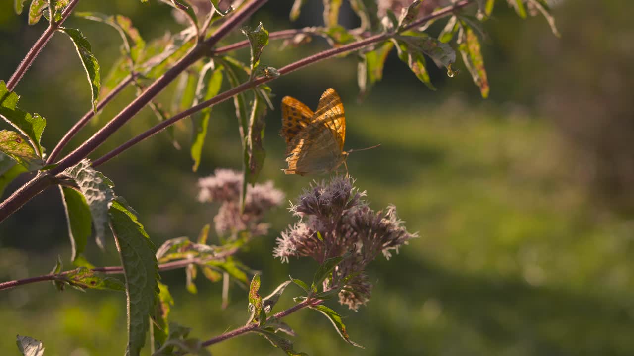 mariposa naranja descansando sobre una planta, esperando para volar