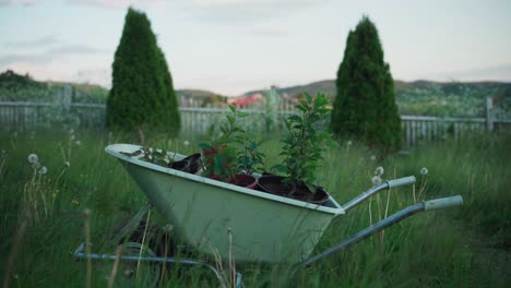 plants in a wheelbarrow in rural backyard - static