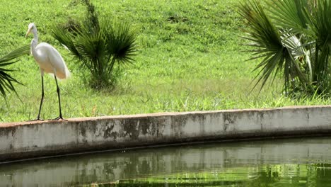 An-egret-eats-something-on-the-lake-surface-and-walks-out-of-the-scene