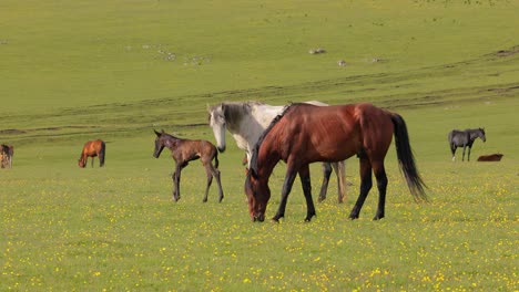 horses grazing on a green meadow in a mountain landscape.