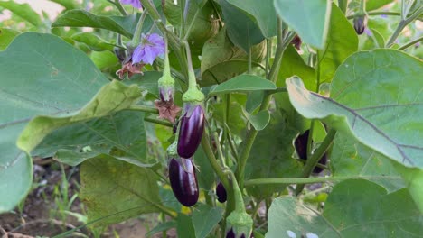 static shot of brinjal or aubergine (solanum melongena) with purple flowers growing in the farm field