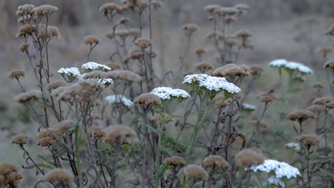 flowers moving in the breeze